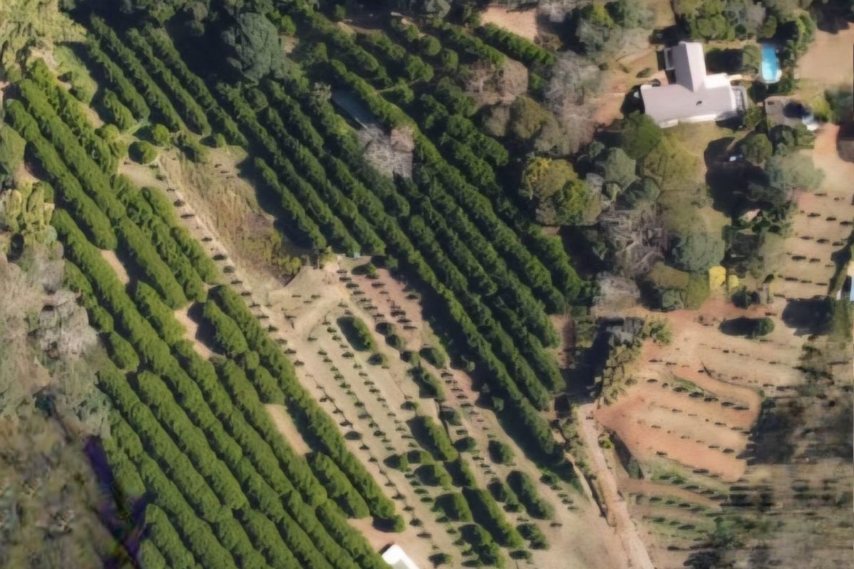 Smallholding Macadamia Nut Farm with Panoramic Distant Sea Views – Melville, Port Shepstone - Photo 2