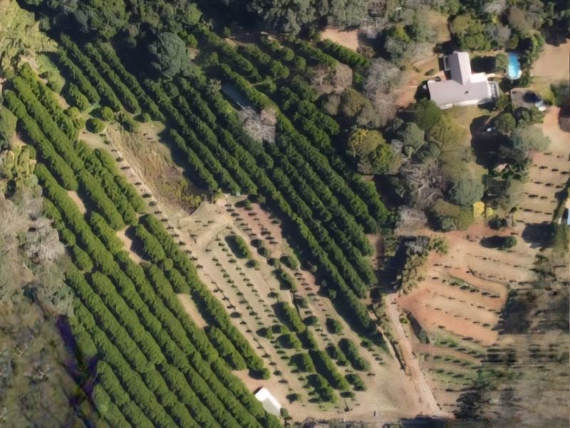 Smallholding Macadamia Nut Farm with Panoramic Distant Sea Views – Melville, Port Shepstone - Photo 2