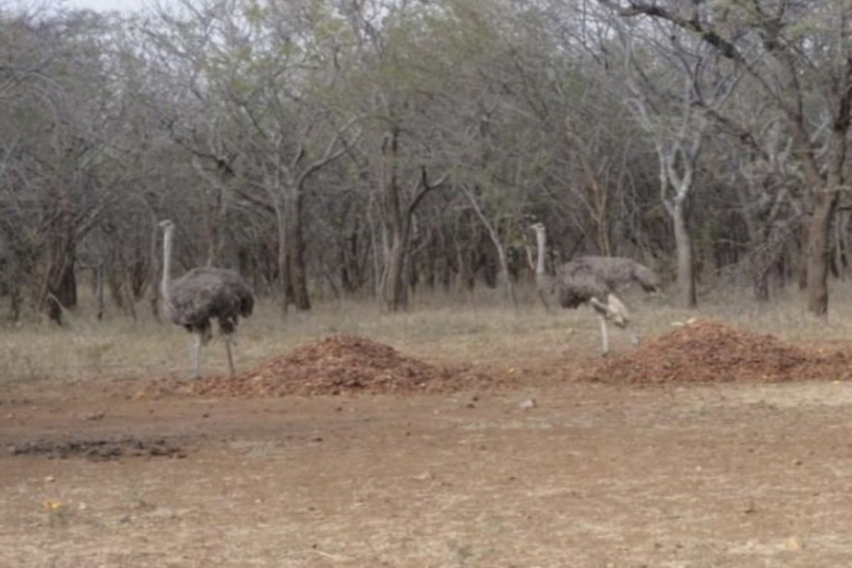 Water and Soil Rich Farm - Photo 3