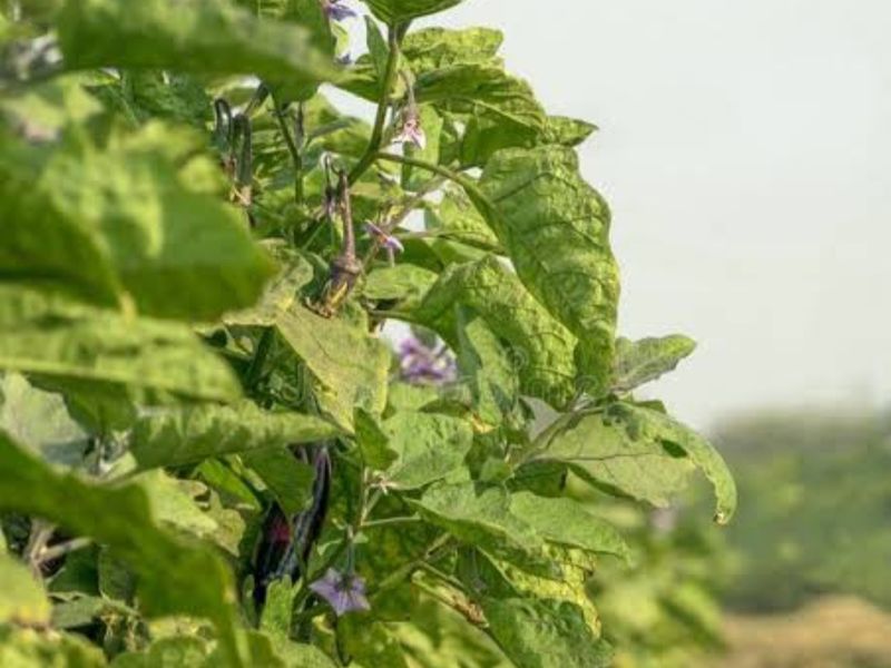 A close-up view of a healthy eggplant crop growing in the farm's cultivated soil.