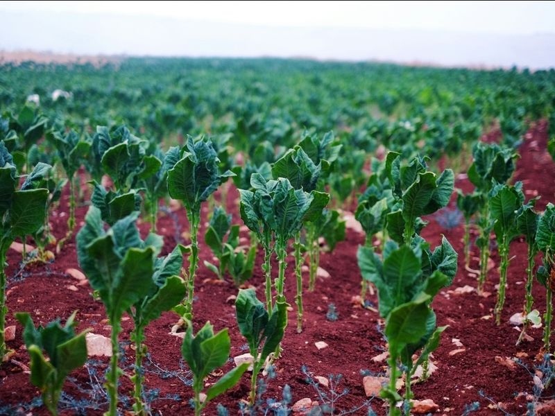 A view of a cultivated agricultural field with rows of green crops planted in rich, red soil.