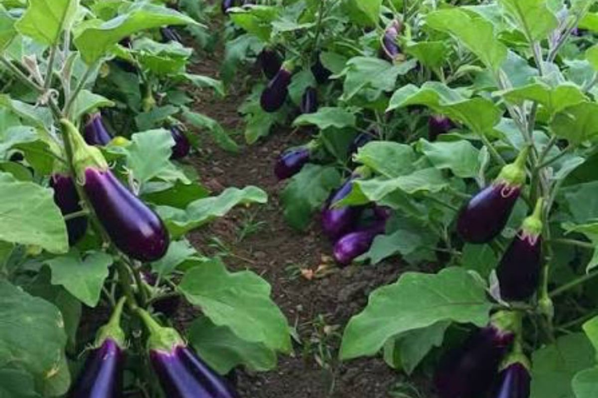 A well-maintained agricultural plot featuring rows of healthy, mature eggplant plants ready for harvest.