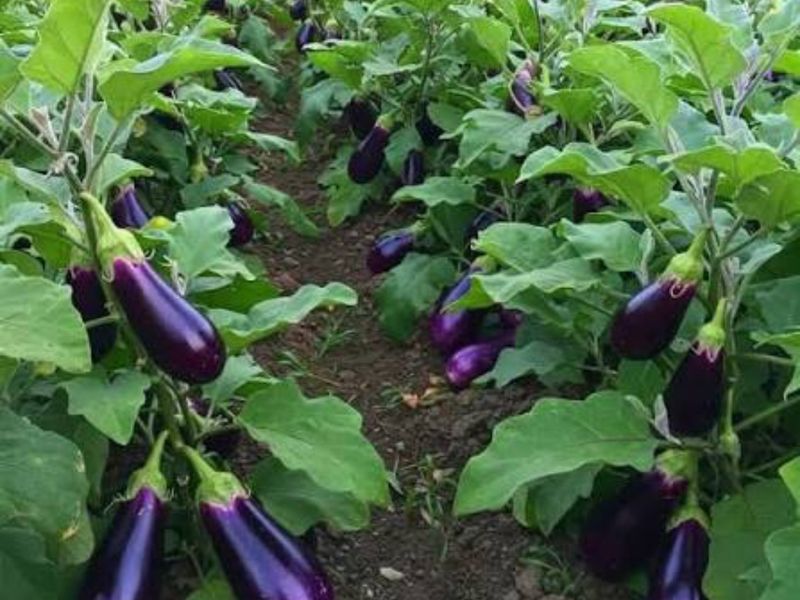 A well-maintained agricultural plot featuring rows of healthy, mature eggplant plants ready for harvest.