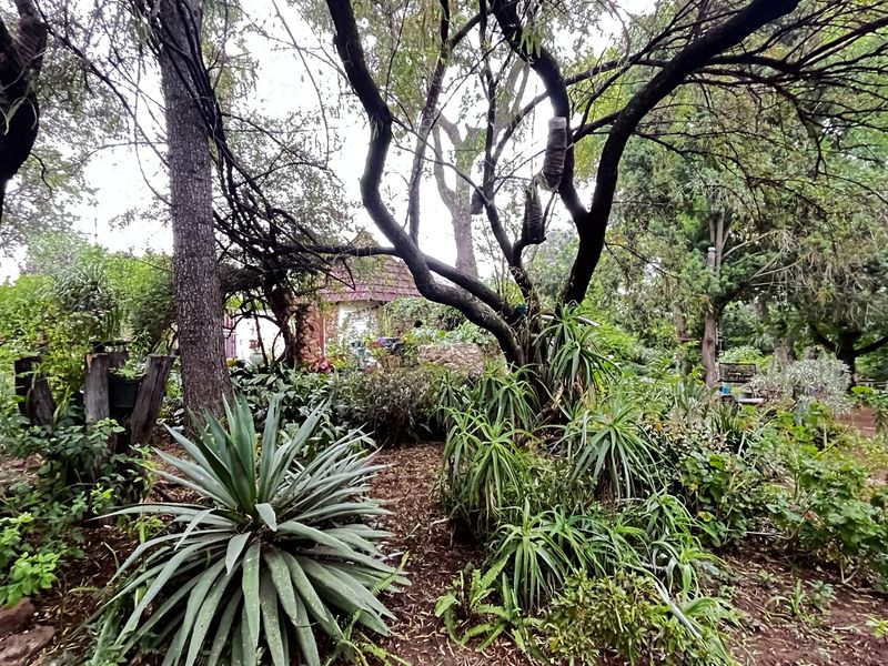 A lush, established garden area featuring mature trees, diverse shrubbery, and natural landscaping, providing a serene outdoor environment on the small holding.