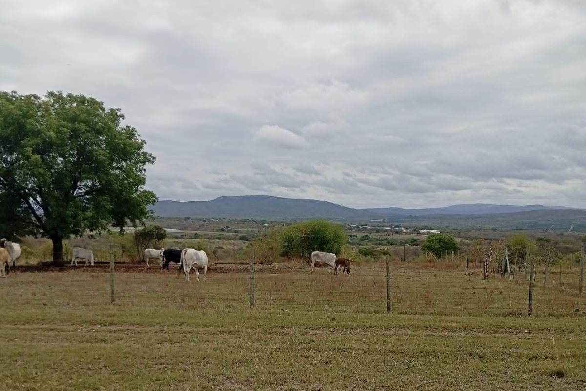 A scenic view of the farm landscape featuring open grazing fields, wire fencing, and distant mountain ranges under a cloudy sky.