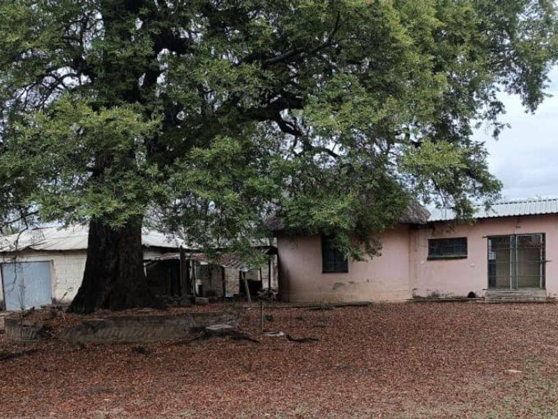 Rear view of the farm property featuring a large mature tree, corrugated metal roofing, and multiple outbuildings with security gates and steel window frames.