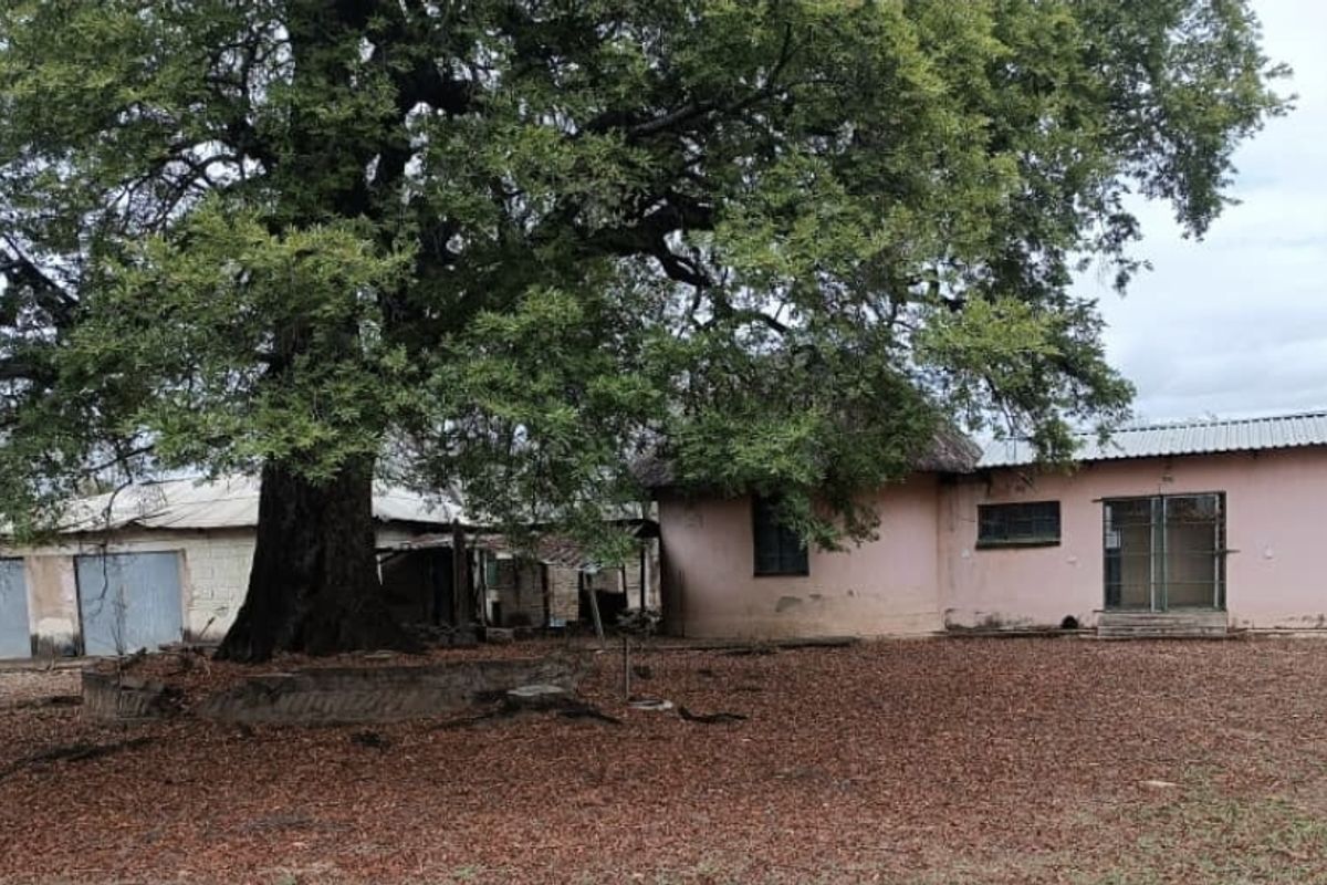 Rear view of the farm property featuring a large mature tree, corrugated metal roofing, and multiple outbuildings with security gates and steel window frames.