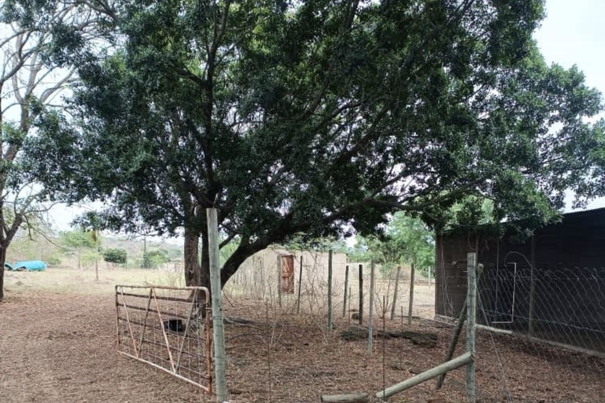 Outdoor farm area featuring mature trees, wire fencing, a metal gate, and a small outbuilding structure on the property grounds.