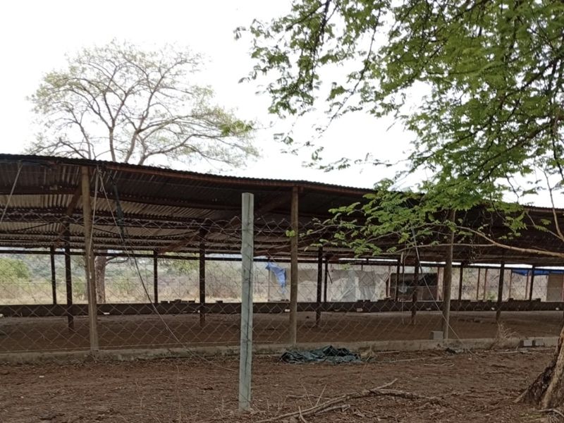 An open-sided agricultural utility structure featuring a corrugated metal roof, timber support posts, and chain-link perimeter fencing on a concrete foundation.