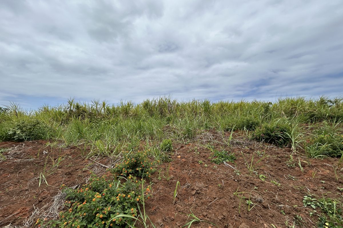 Elevated Stand with Scenic Estate Views - Photo 5