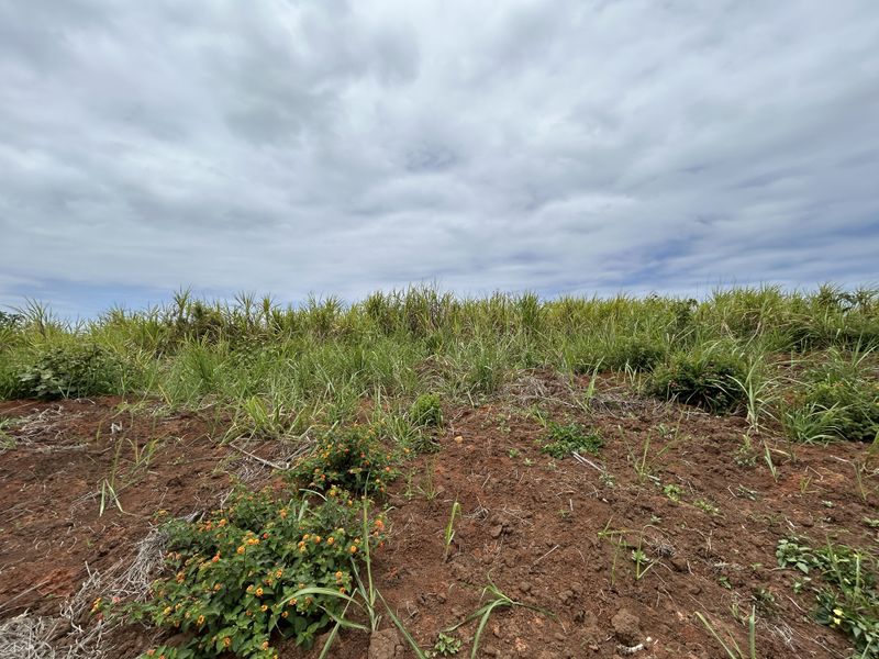 Elevated Stand with Scenic Estate Views - Photo 5