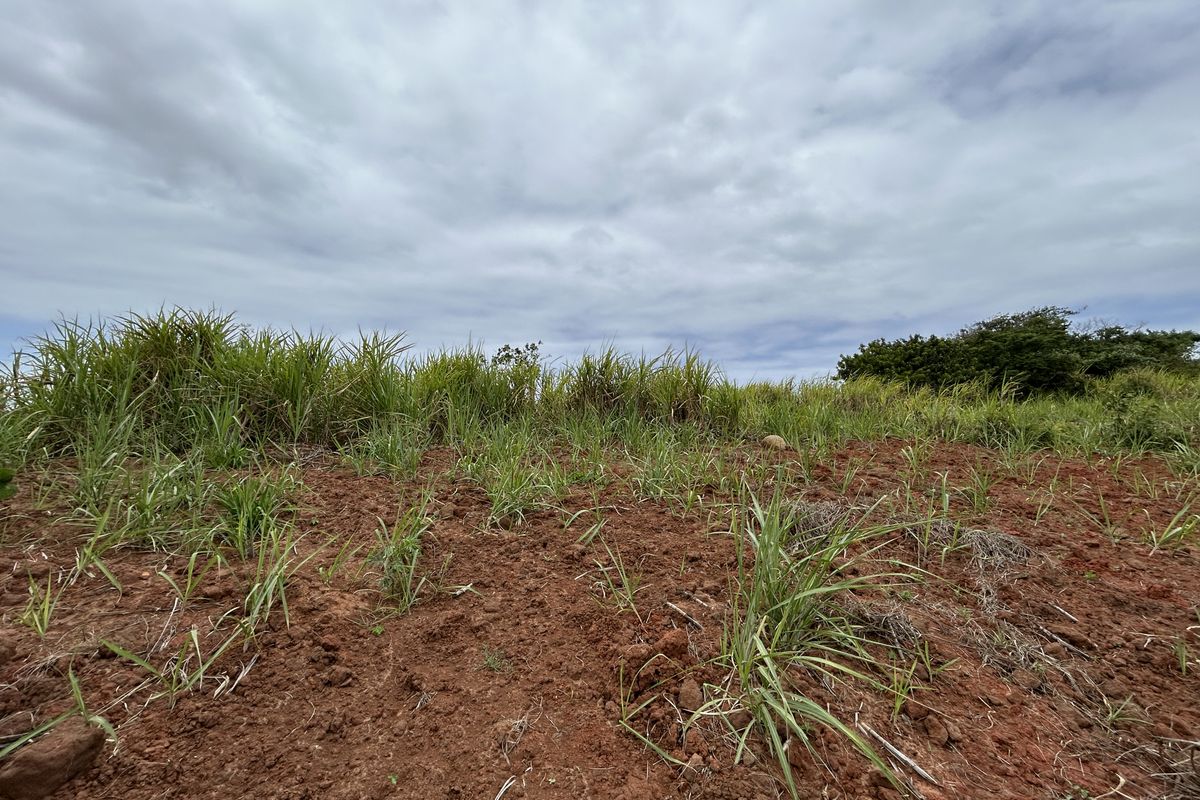 Elevated Stand with Scenic Estate Views - Photo 5