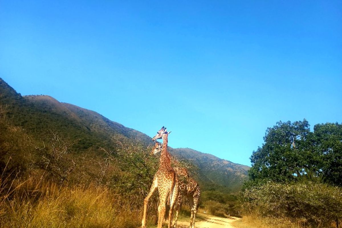 A scenic view of a dirt access road winding through natural bushveld landscape with mountains in the background.