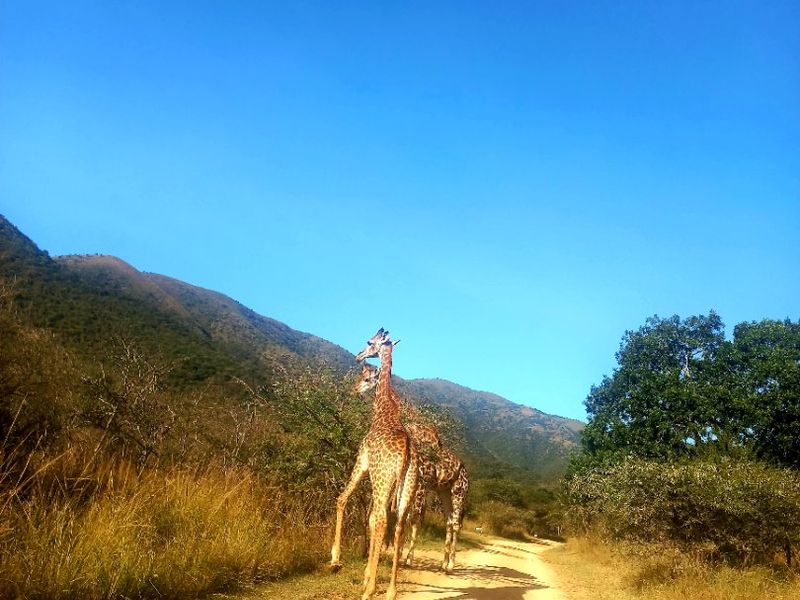 A scenic view of a dirt access road winding through natural bushveld landscape with mountains in the background.