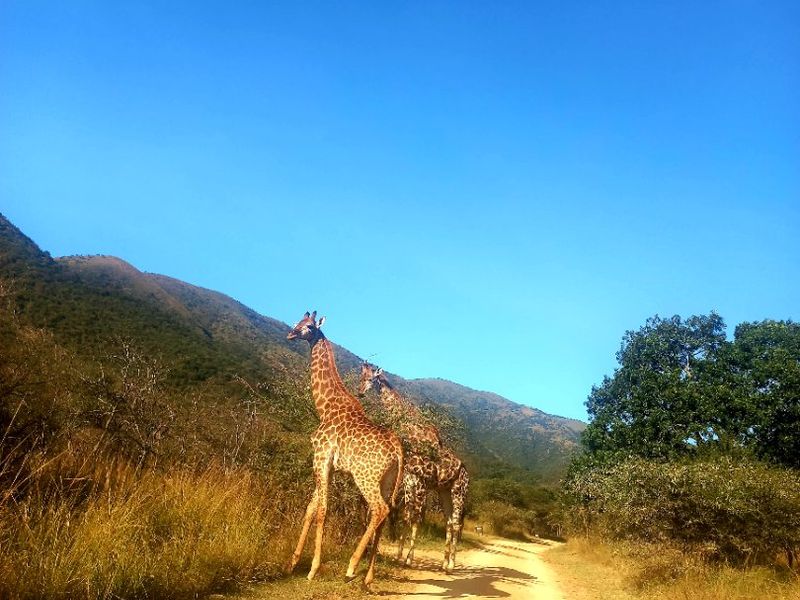 A scenic view of a dirt road winding through a natural landscape with mountains and wildlife in the background.