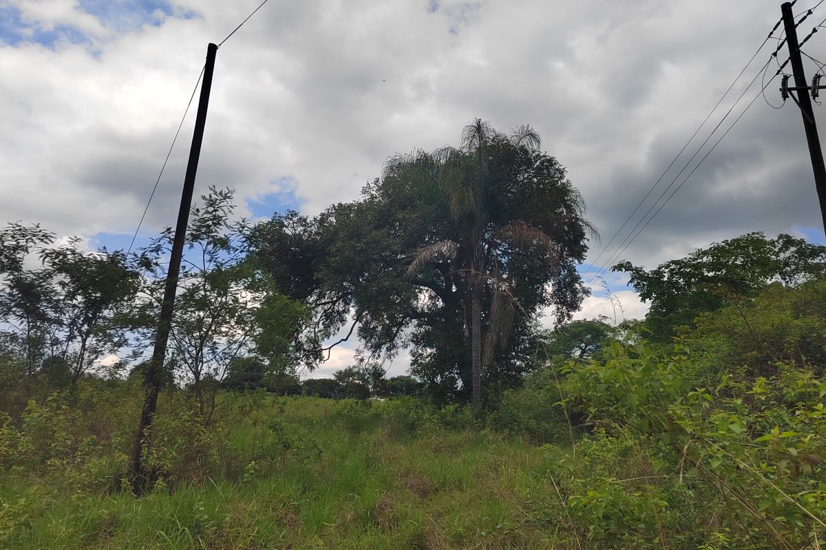 A view of the undeveloped land on the small holding, featuring mature trees and existing utility infrastructure.