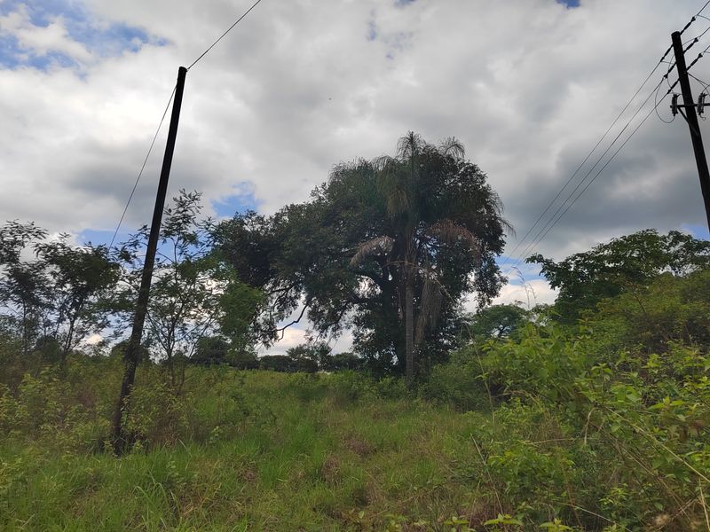 A view of the undeveloped land on the small holding, featuring mature trees and existing utility infrastructure.