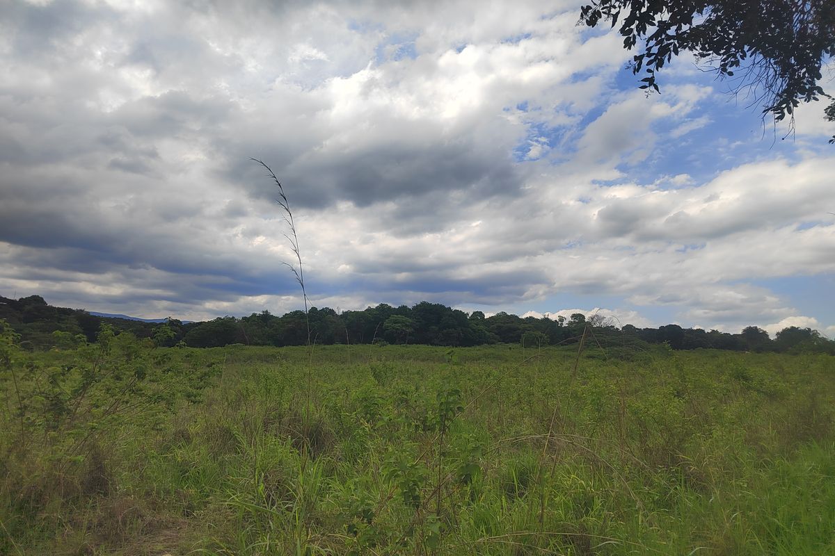 A scenic view of the open natural landscape and mature tree line on the property.