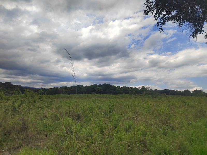 A scenic view of the open natural landscape and mature tree line on the property.