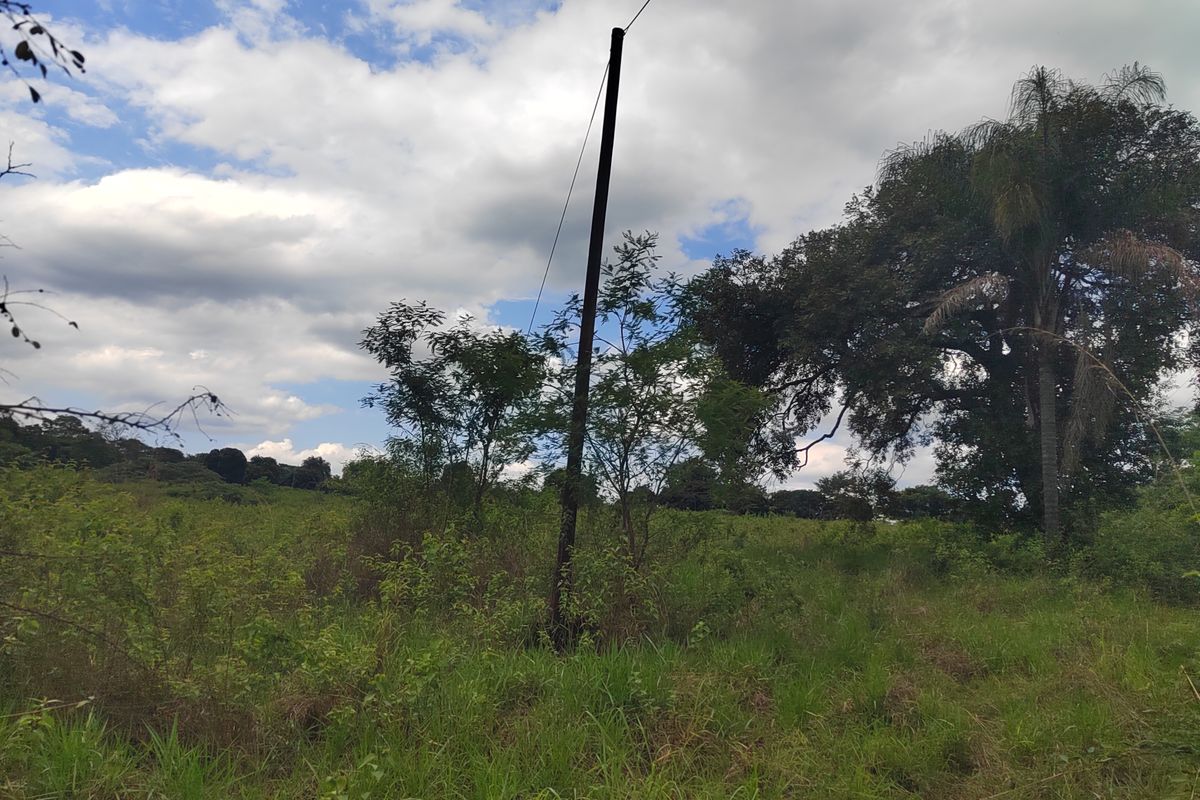 An open, undeveloped plot of land featuring natural vegetation, mature trees, and an existing utility pole with overhead lines.
