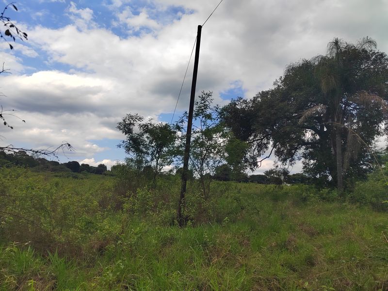 An open, undeveloped plot of land featuring natural vegetation, mature trees, and an existing utility pole with overhead lines.