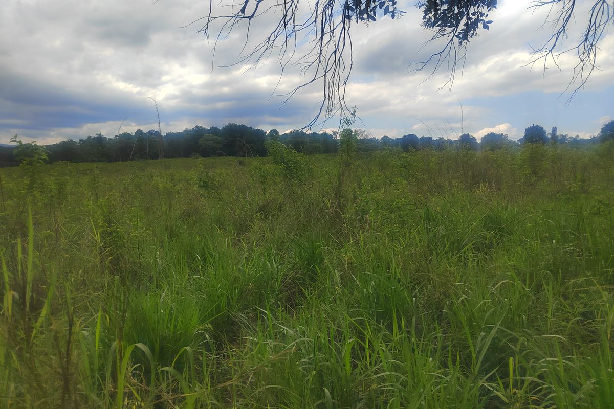 A view of the open grassland and surrounding mature trees on the small holding property.