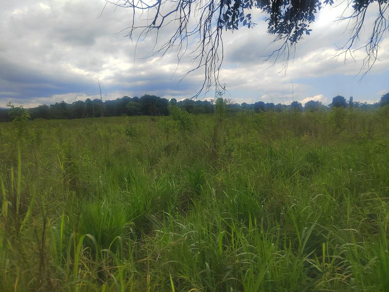 A view of the open grassland and surrounding mature trees on the small holding property.