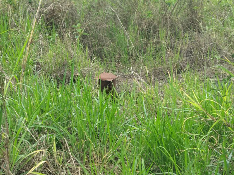 A view of a borehole casing located within an overgrown grassy area on the small holding.