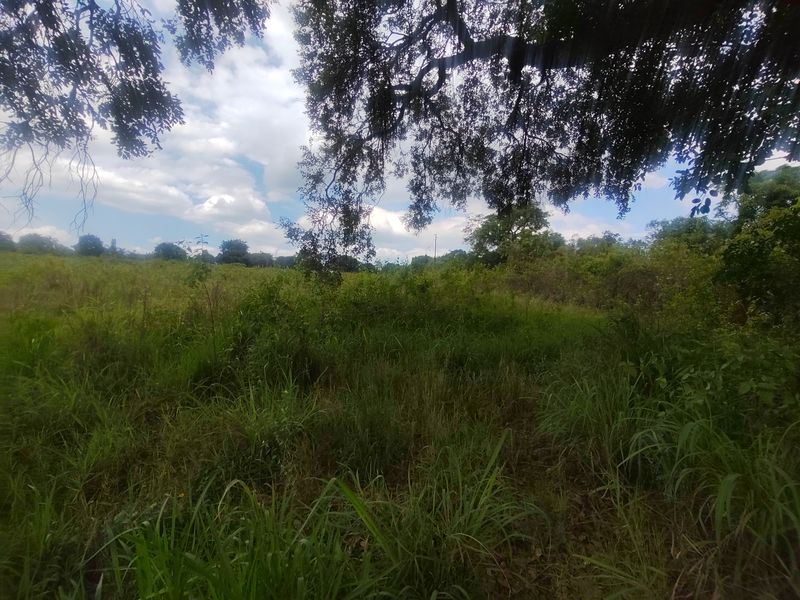 A view of the expansive, natural garden area featuring mature trees and established vegetation on the small holding property.