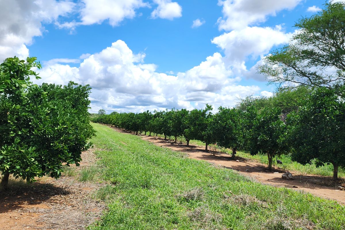 PRIME CITRUS EXPORT FARM FOR SALE – EXCEPTIONAL OPPORTUNITY - Photo 4