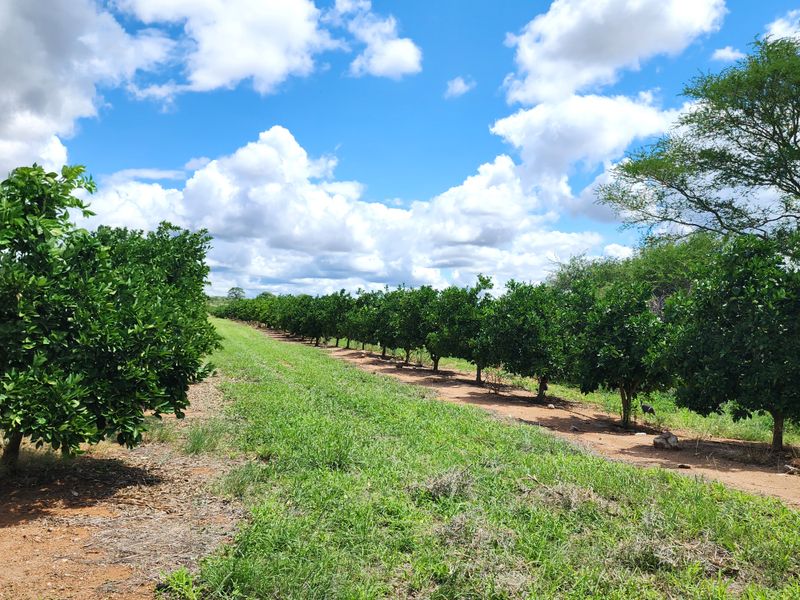 PRIME CITRUS EXPORT FARM FOR SALE – EXCEPTIONAL OPPORTUNITY - Photo 4