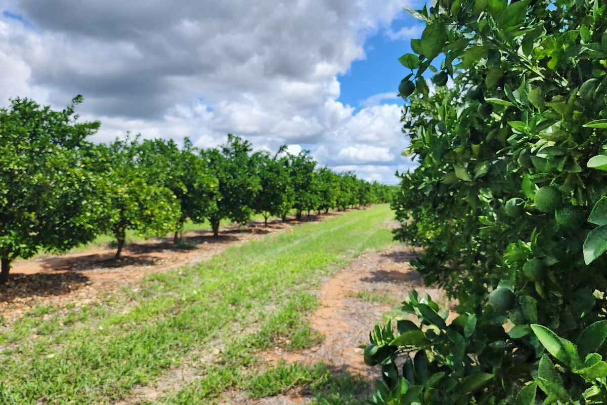 PRIME CITRUS EXPORT FARM FOR SALE – EXCEPTIONAL OPPORTUNITY - Photo 3