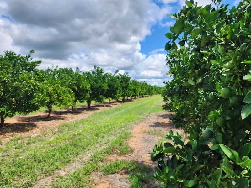 PRIME CITRUS EXPORT FARM FOR SALE – EXCEPTIONAL OPPORTUNITY - Photo 3