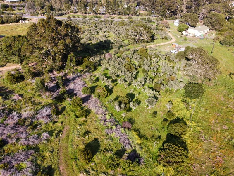 Aerial view of a large residential vacant land plot featuring established trees, an olive grove, and natural vegetation.