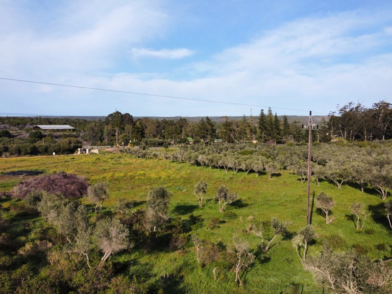 An aerial view of a vacant residential plot featuring established olive trees and existing utility infrastructure.