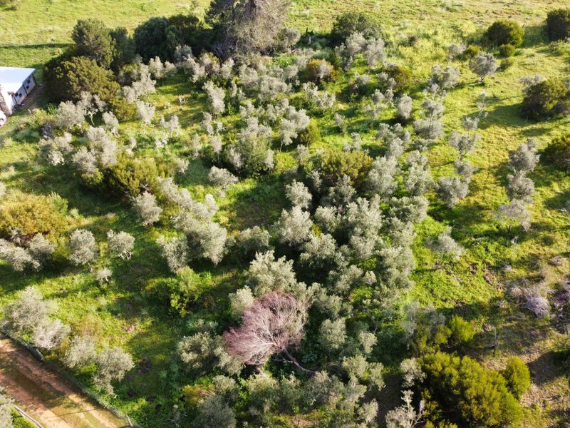 An aerial view of a vacant residential plot featuring established trees and natural vegetation.