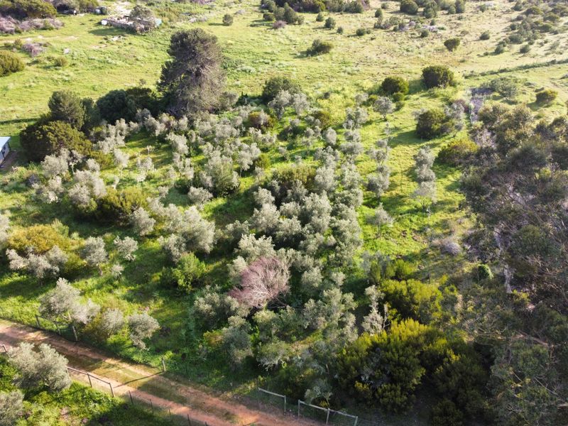 Aerial view of a large residential vacant land plot featuring established trees, natural vegetation, and a dirt access track.