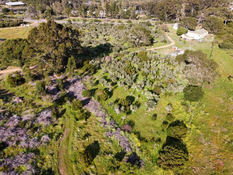 Aerial view of a large residential vacant land plot featuring established olive trees, natural vegetation, and an unpaved access track.