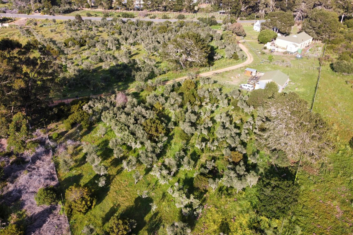 Aerial view of a large residential land parcel featuring an established olive grove, internal access tracks, and existing outbuildings.