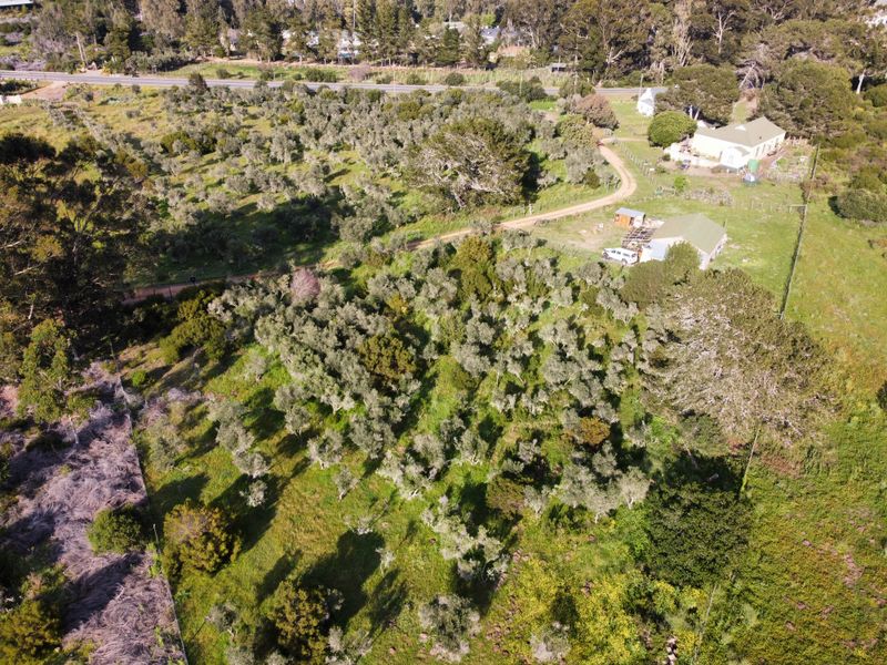 Aerial view of a large residential land parcel featuring an established olive grove, internal access tracks, and existing outbuildings.