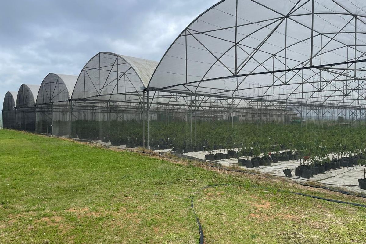 Going Concern Tunnel farm for sale on KZN North Coast - Photo 2