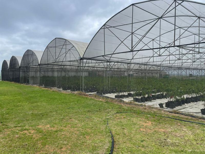 Going Concern Tunnel farm for sale on KZN North Coast - Photo 2