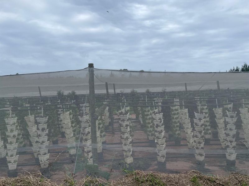 Going Concern Tunnel farm for sale on KZN North Coast - Photo 10