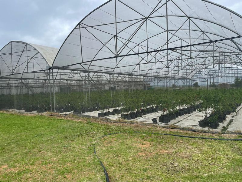 Going Concern Tunnel farm for sale on KZN North Coast - Photo 8