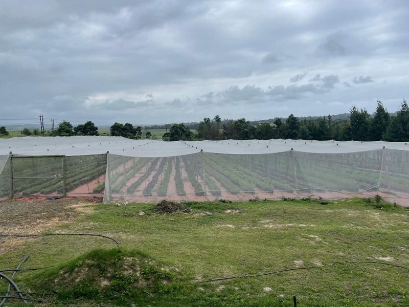 Going Concern Tunnel farm for sale on KZN North Coast - Photo 5