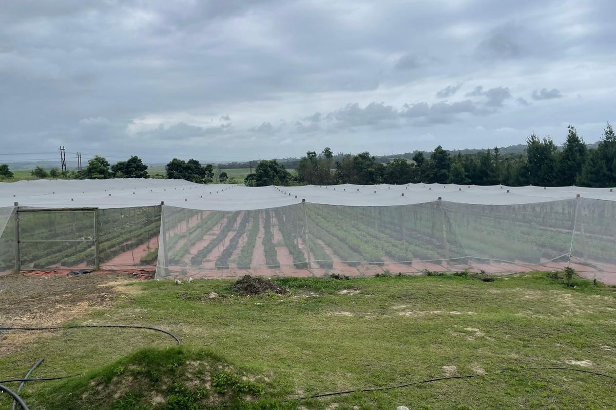 Going Concern Tunnel farm for sale on KZN North Coast - Photo 5