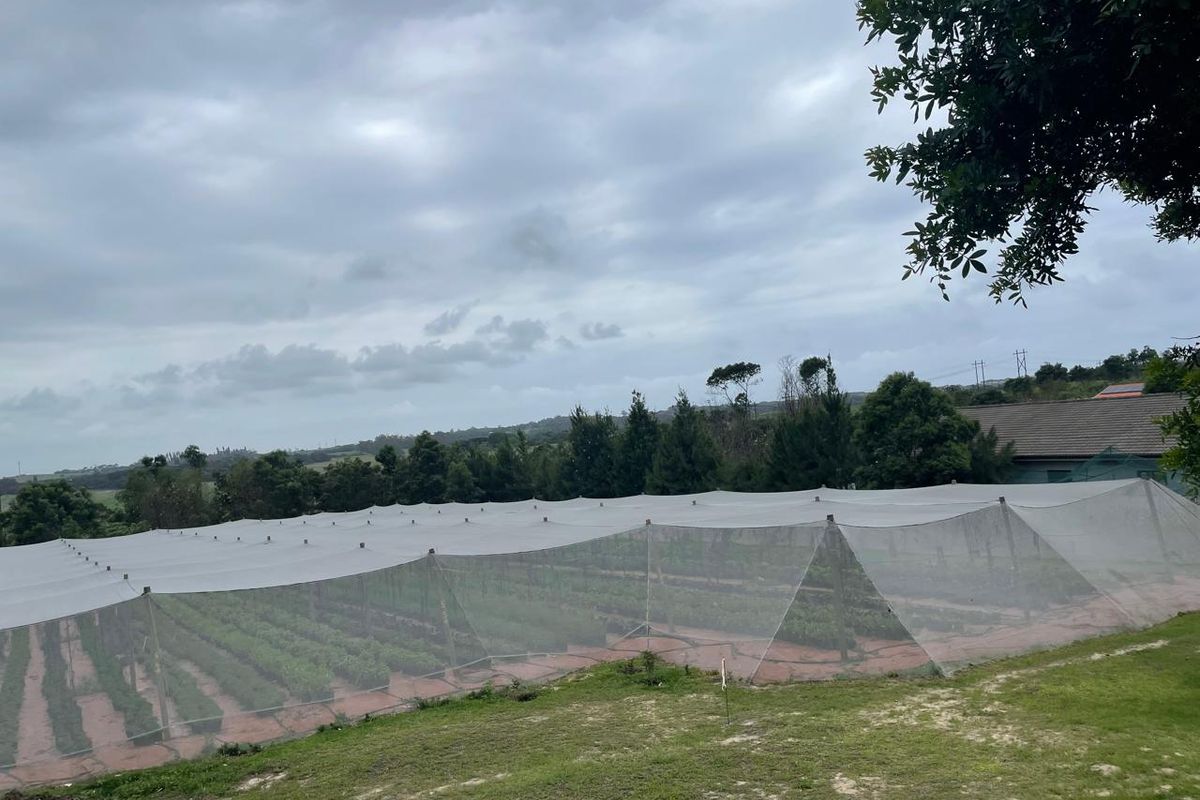 Going Concern Tunnel farm for sale on KZN North Coast - Photo 3