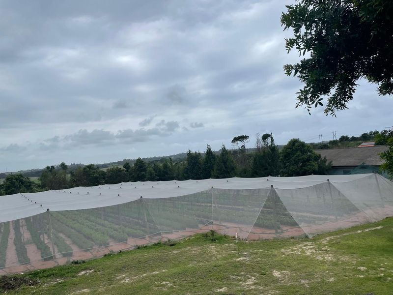 Going Concern Tunnel farm for sale on KZN North Coast - Photo 3