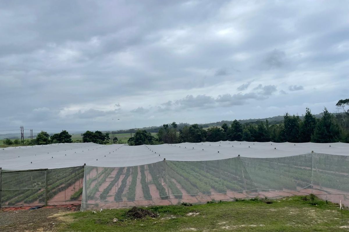 Going Concern Tunnel farm for sale on KZN North Coast - Photo 4