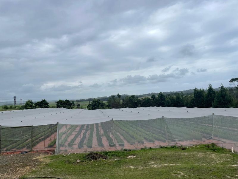 Going Concern Tunnel farm for sale on KZN North Coast - Photo 4